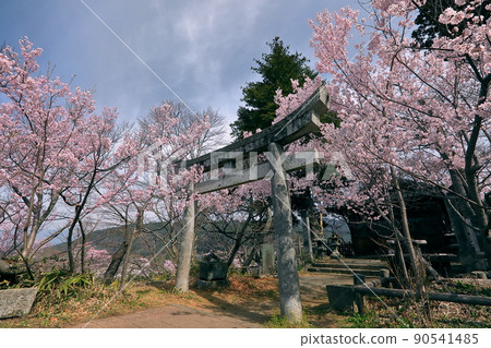 Torii and Takatookohigan Sakura at Shinjo Fujiwara Shrine in Takato Castle Ruins Park, Takato Town, Ina City, Nagano Prefecture Torii and Takatookohigan Sakura at Shinjo Fujiwara Shrine in Takato Castle Ruins Park, Takato Town, Ina City, Nagano Prefecture 90541485