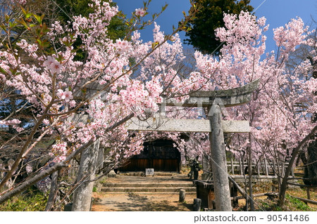 Torii and Takatookohigan Sakura at Shinjo Fujiwara Shrine in Takato Castle Ruins Park, Takato Town, Ina City, Nagano Prefecture Torii and Takatookohigan Sakura at Shinjo Fujiwara Shrine in Takato Castle Ruins Park, Takato Town, Ina City, Nagano Prefecture 90541486