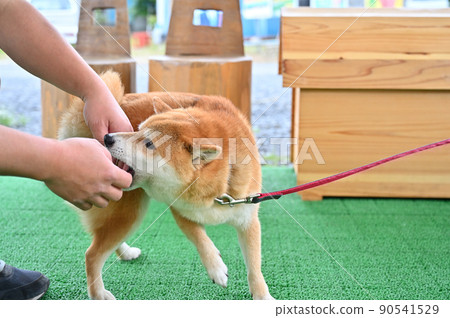 Shiba Inu Mameshiba playing with the owner and Gaugau Shiba Inu Mameshiba playing with the owner and Gaugau 90541529