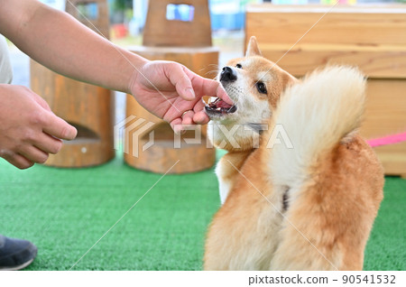 Shiba Inu Mameshiba 和主人和 Gaugau 一起玩 90541532