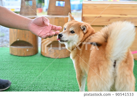 Shiba Inu 舔主人的手 Mameshiba 90541533