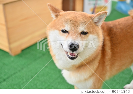 帶著可愛的笑容的柴犬 豆柴 帶著可愛的笑容的柴犬 豆柴 90541543