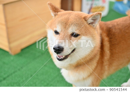 帶著可愛的笑容的柴犬 豆柴 90541544