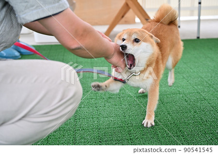 Shiba Inu Mameshiba 和主人和 Gaugau 一起玩 Shiba Inu Mameshiba 和主人和 Gaugau 一起玩 90541545