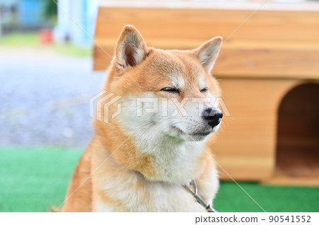 Shiba Inu，Mameshiba，閉上眼睛睡覺 90541552