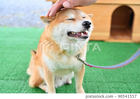 Shiba Inu, a shiba inu who is in a good mood with his head stroked 90541557