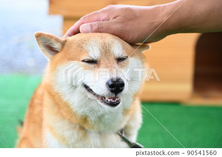 Shiba Inu,一隻心情好的柴犬,他的頭被撫摸著 Shiba Inu,一隻心情好的柴犬,他的頭被撫摸著 90541560
