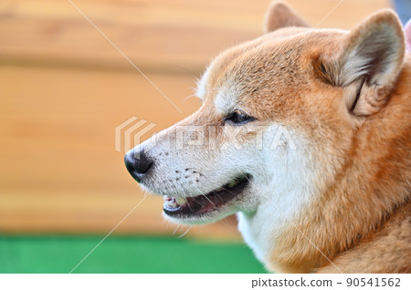Laughing Shiba Inu up Mameshiba Laughing Shiba Inu up Mameshiba 90541562
