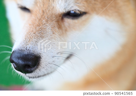 Close-up of Shiba Inu with gentle eyes Mameshiba 90541565