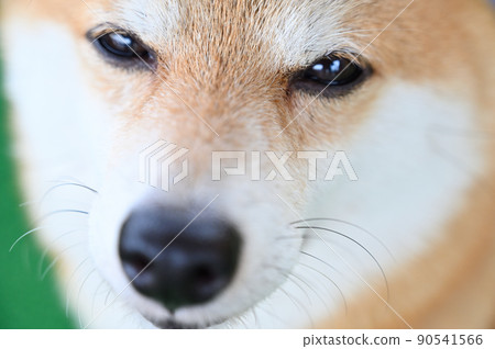 Close-up of Shiba Inu with gentle eyes Mameshiba 90541566