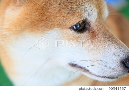 A close-up of the profile of a Shiba Inu with gentle eyes, Mameshiba A close-up of the profile of a Shiba Inu with gentle eyes, Mameshiba 90541567