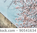 Cherry blossoms blooming near the wall of the park 90541634