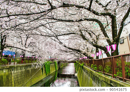 東京目黑川盛開的櫻花 東京目黑川盛開的櫻花 90541675