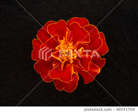 Studio shot of flower on black background. Studio shot. 90541704