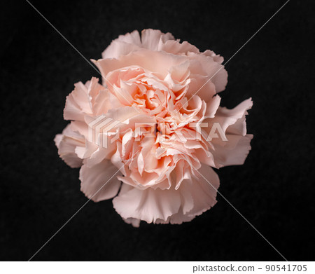 Delicate flower on a black background. On a dark background. 90541705