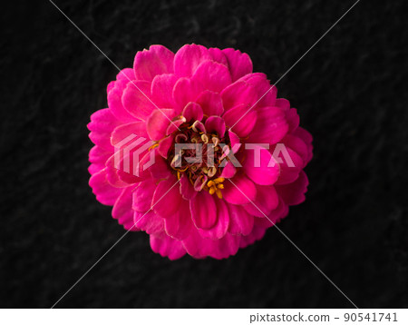 Top view of a flower on a black background. View above. Top view of a flower on a black background. View above. 90541741