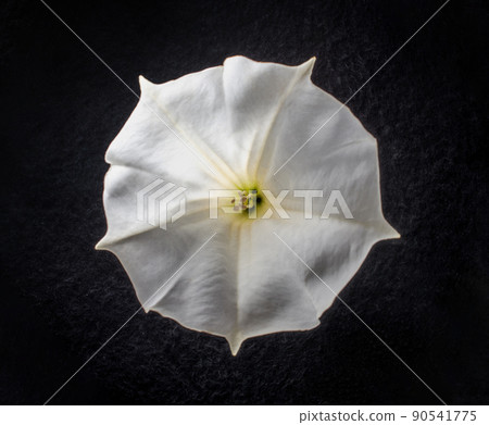 Studio shot of flower on a black background. Decorative flowers. Studio shot of flower on a black background. Decorative flowers. 90541775