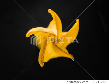 Top view of a flower on black background. Selective focus. 90541783