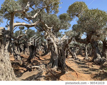 Old bizarre olive trees in moshav Zimrat Old bizarre olive trees in moshav Zimrat 90541819