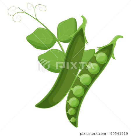 Cute green pea isolated on white background. Vegetarian food. Flat vector illustration. 90541919