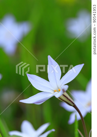 春天開花的大蒜花圖片 90541953