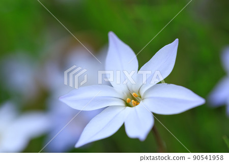 春天開花的大蒜花圖片 90541958