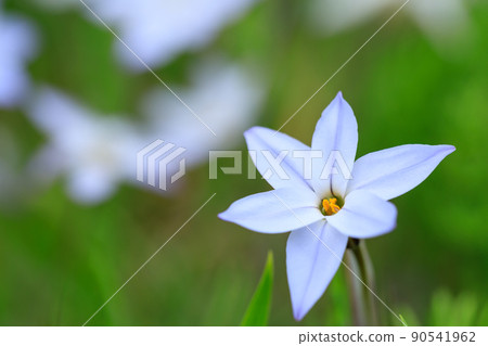 Image of flower garlic that blooms in spring 90541962