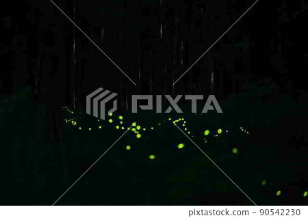 Hime firefly of Uchioo Shrine 90542230