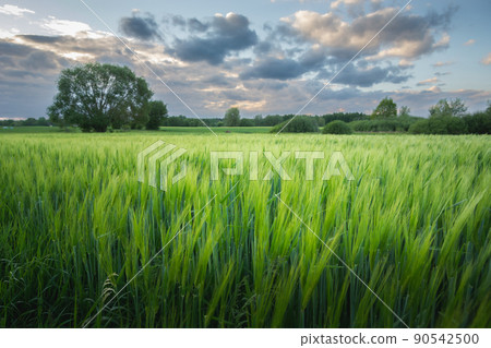 Green barley field and the evening sky Green barley field and the evening sky 90542500