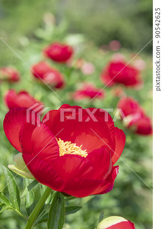 A single peony that blooms brightly A single peony that blooms brightly 90542625