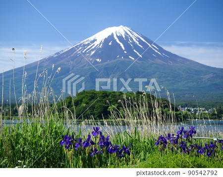 山梨縣鳶尾花和富士初夏 山梨縣鳶尾花和富士初夏 90542792
