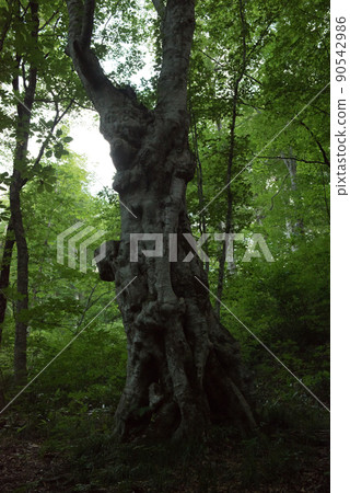 Mountain trail on the Nagasaka ridge of Mt. Iide in the summer of 100 famous mountains in Japan in Kitakata City, Fukushima Prefecture 90542986
