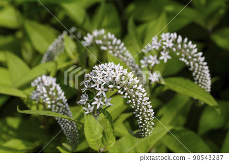 珍珠菜 珍珠菜 90543287