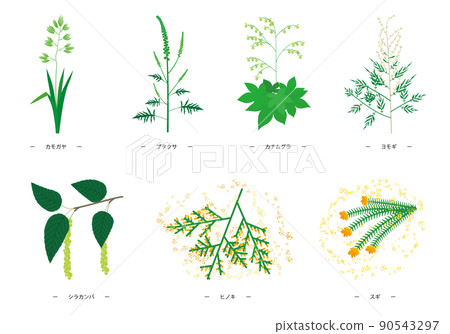 Illustrations of seven major hay fever allergen plants 90543297