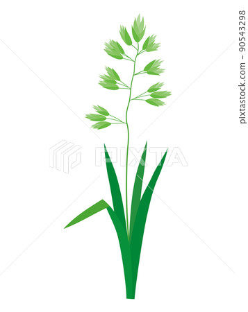 Dactylis 花粉症過敏原植物插圖 90543298