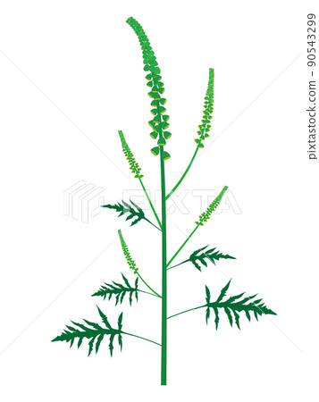 豚草花粉症過敏原植物插圖 90543299