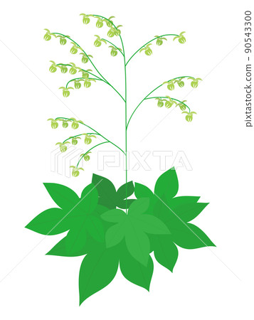 葎草花粉症過敏原植物插圖 90543300