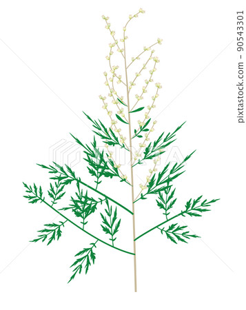 Illustration of allergen plant of mugwort pollinosis 90543301