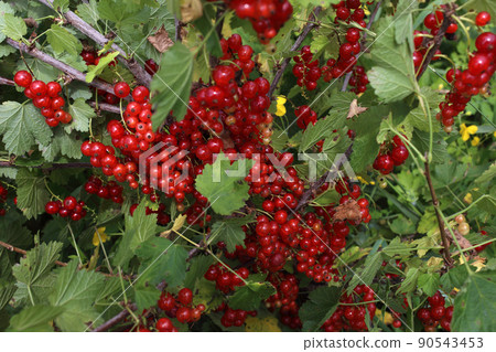 Growing red currant 90543453