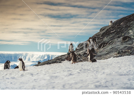 Penguins in Antarctica. Port Lockroy 90543538
