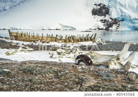 Penguins in Antarctica. Port Lockroy 90543568