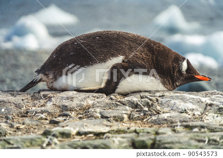 Penguin lies on the stones in Antarctica. Port Lockroy Penguin lies on the stones in Antarctica. Port Lockroy 90543573