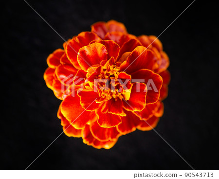 One flower on a black background. Decorative flowers. One flower on a black background. Decorative flowers. 90543713