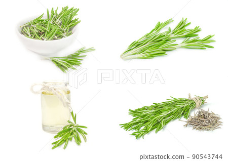 Set of rosemary isolated on white 90543744