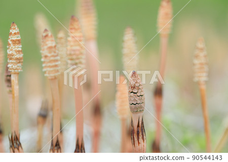 Image of horsetail in spring 90544143