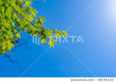[Fresh green material] Blue maple and blue sky of Daio Wasabi Farm [Nagano Prefecture] 90544210
