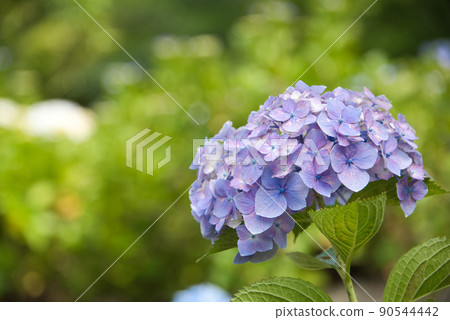 Hydrangea in Hibikiyama Park, Usa City, Oita Prefecture Hydrangea in Hibikiyama Park, Usa City, Oita Prefecture 90544442