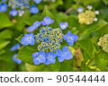 大分縣美國市響山公園的繡球花 90544444