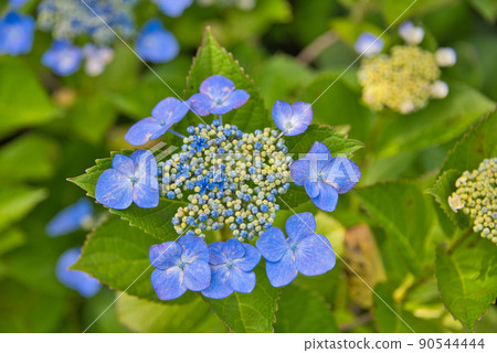 大分縣美國市響山公園的繡球花 90544444