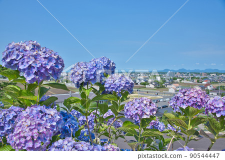 Hydrangea in Hibikiyama Park, Usa City, Oita Prefecture 90544447